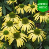 Echinacea Emotion Yellow